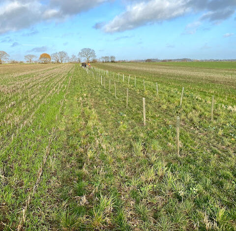 29) farmingGeorge’s Fobbing Farm Update: Trees!