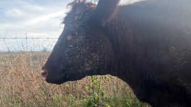 30) farmingGeorge’s Fobbing Farm Update: Soggy