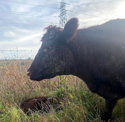 30) farmingGeorge’s Fobbing Farm Update: Soggy 30) farmingGeorge’s Fobbing Farm Update: Soggy