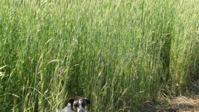 Crop Rotation Craziness (or rotations based on the land rather than schedules in books) — Hartwood Farm Crop Rotation Craziness (or rotations based on the land rather than schedules in books) — Hartwood Farm