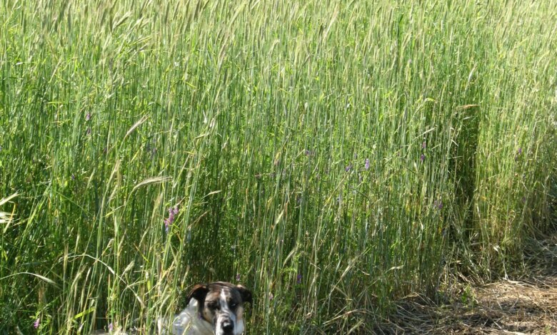 Crop Rotation Craziness (or rotations based on the land rather than schedules in books) — Hartwood Farm