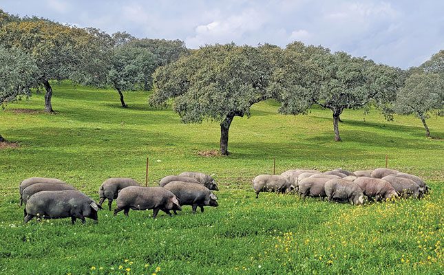Iberian pigs provide the world’s most expensive ham
