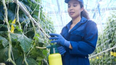 How to Make Homemade Pesticides: 15 DIY Natural and Organic Recipes for Garden Plants How to Make Homemade Pesticides: 15 DIY Natural and Organic Recipes for Garden Plants