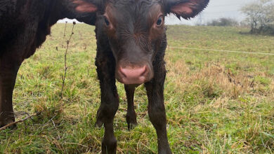 44) farmingGeorge’s Fobbing Farm Update: Tough learning curves 44) farmingGeorge’s Fobbing Farm Update: Tough learning curves