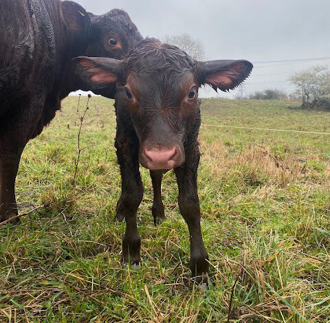 44) farmingGeorge’s Fobbing Farm Update: Tough learning curves