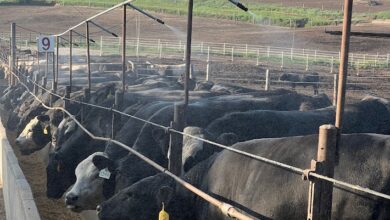 Protecting Cattle In Excessive Heat
