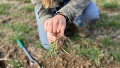 Three Types Of Soil For A Game-Changing Garden
