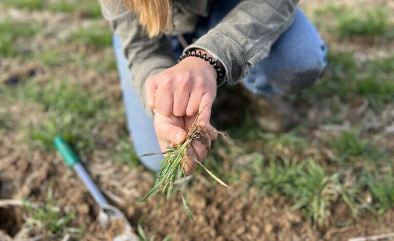 Three Types Of Soil For A Game-Changing Garden