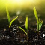 Micronutrients Take Center Stage: Tech, AI, and ROI Drive Market Shift in 2025
