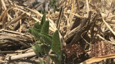 Stop That Soil! – CommonGround