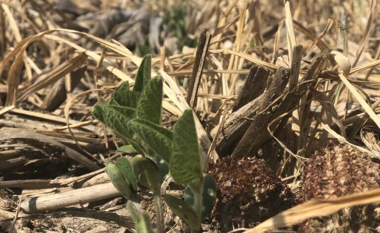 Stop That Soil! – CommonGround