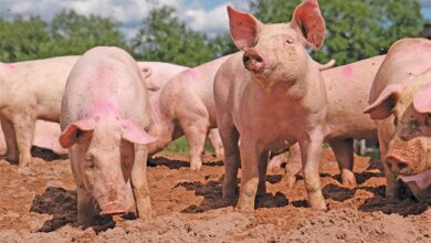 The business of pig farming: practical steps for success