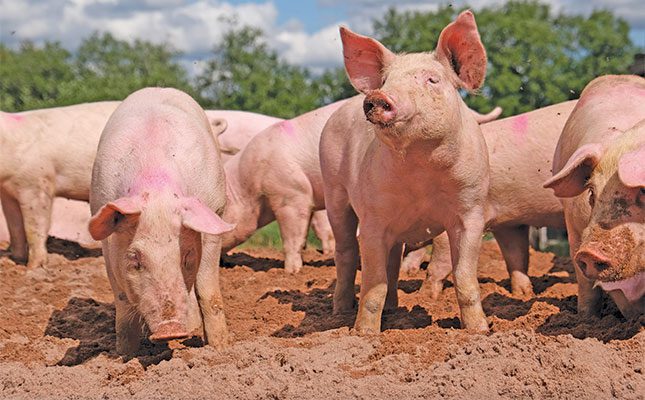 The business of pig farming: practical steps for success
