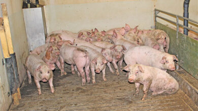 Focus shifts from zinc to gut health for robust pigs