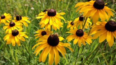 It’s A Risky, Blessed Business