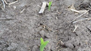 When A Seedling Pops Up