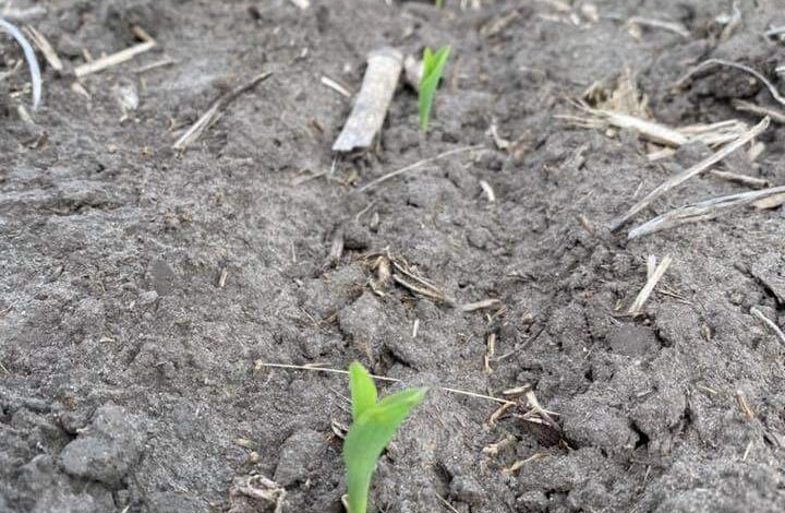 When A Seedling Pops Up