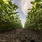 Syngenta and M.S. Technologies Announce New Soybean Trait Stack