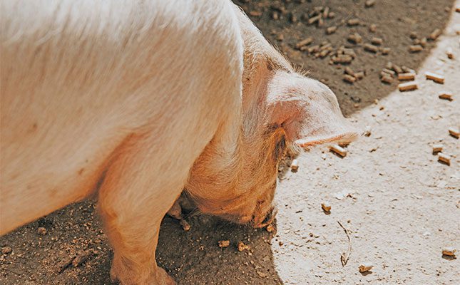 the foundation of pig farming success the foundation of pig farming success