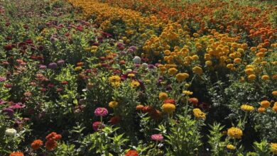 News from the Farm | July 14, 2025