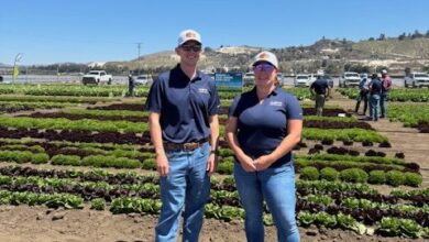 Advancing Lettuce and Melon Varieties in Salinas