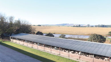 Great pork, good profits – thanks to top genetics