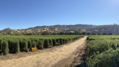 News from the Farm | August 4, 2025