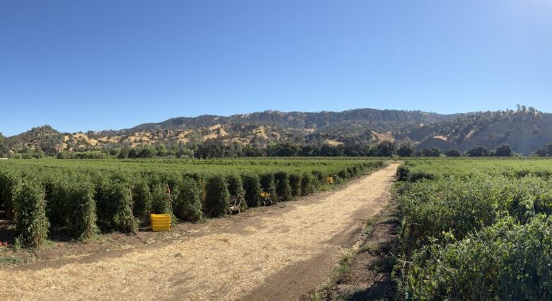 News from the Farm | August 4, 2025