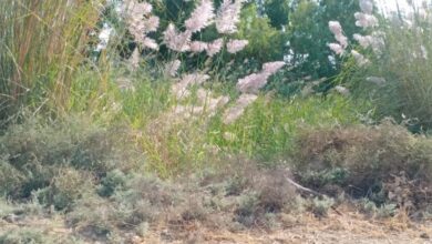 sustainable agriculture of post-Covid-19 era – The Modern Farms