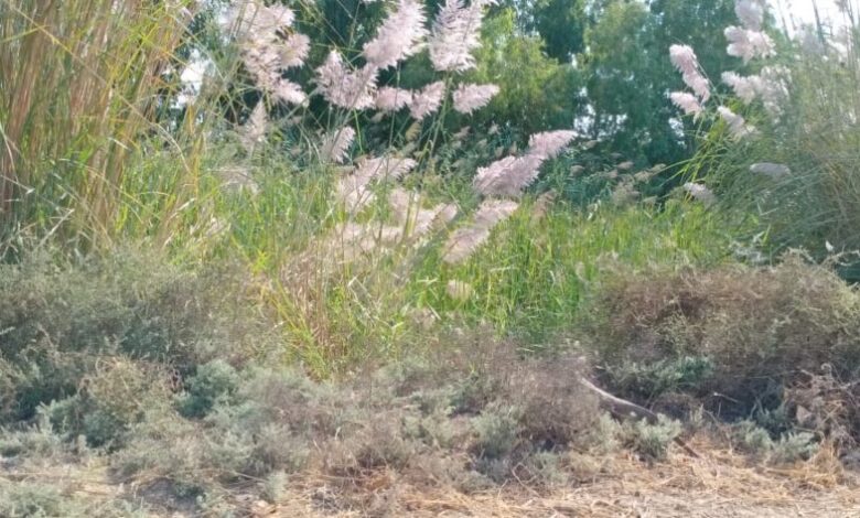 sustainable agriculture of post-Covid-19 era – The Modern Farms