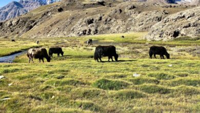 Principles of grazing and Pasture Management – The Modern Farms