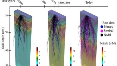 Corn Roots Evolved Through Farming and Environment