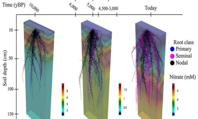 Corn Roots Evolved Through Farming and Environment