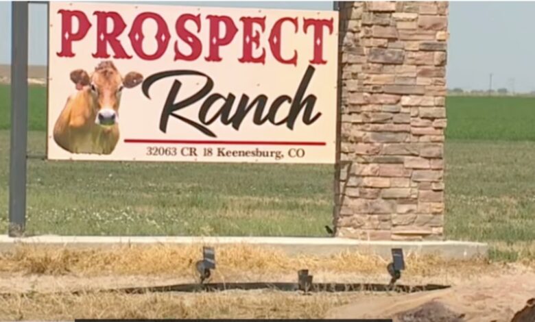 OSHA Investigating 6 Deaths at Colorado Dairy Farm