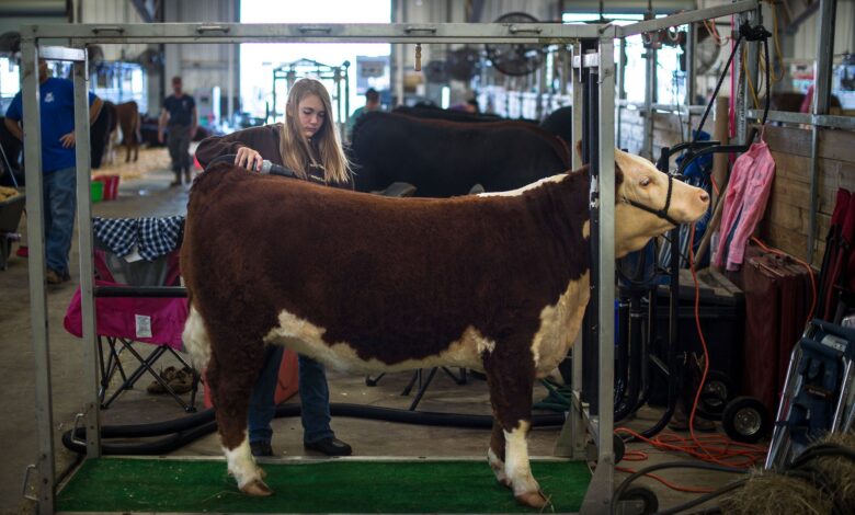 YQCA Offers K in 2025 Youth Ag Program Grant