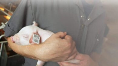 Merck Contracted to Supply  Million in Free RFID Swine Tags