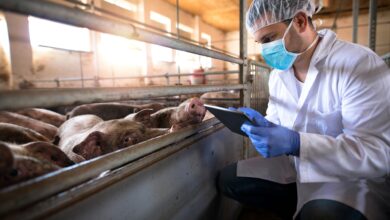 Research Reroutes Livestock Trucks to Reduce Risk of Infection