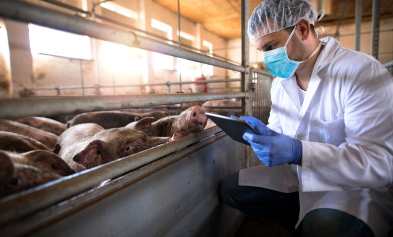 Research Reroutes Livestock Trucks to Reduce Risk of Infection
