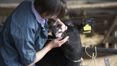 HHS Authorizes Emergency Drugs to Fight New World Screwworm