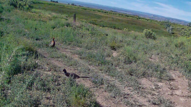 Mr. and Mrs., No Kids — Wednesday, August 27, 2025