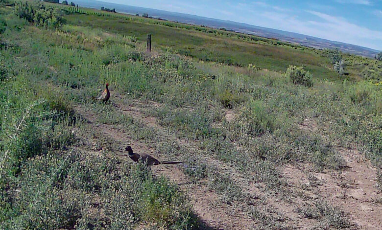 Mr. and Mrs., No Kids — Wednesday, August 27, 2025