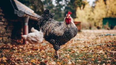 Rise, Fall, and Comeback of Chickens in American Agriculture