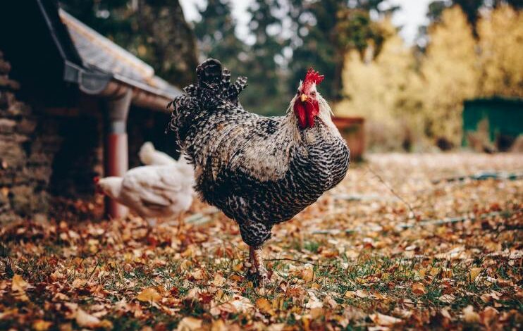 Rise, Fall, and Comeback of Chickens in American Agriculture