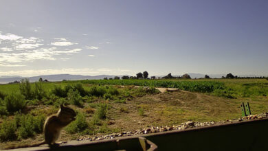 SOMEONE IS COMING!!!! —- Thursday, August 28, 2025