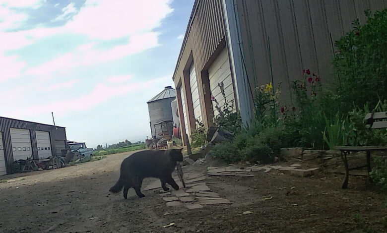 The Adventures of Boo Berry Betty and TLC Cai-Cai on Friday—-The End of the Story, Friday, August 15, 2025