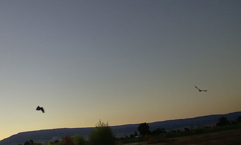 Hawk(s) in the Evening — Tuesday, August 26, 2025 Hawk(s) in the Evening — Tuesday, August 26, 2025