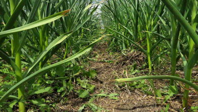 Down the garlic path – Tiny Farm Blog