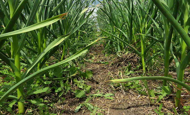 Down the garlic path – Tiny Farm Blog