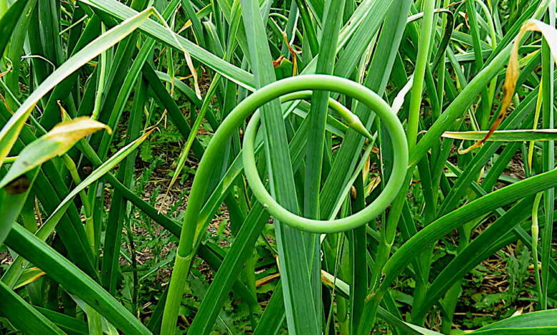 Leek moth invasion update! – Tiny Farm Blog Leek moth invasion update! – Tiny Farm Blog