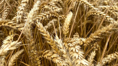 36) farmingGeorge’s Fobbing Farm Update: Rock & Roll Farming